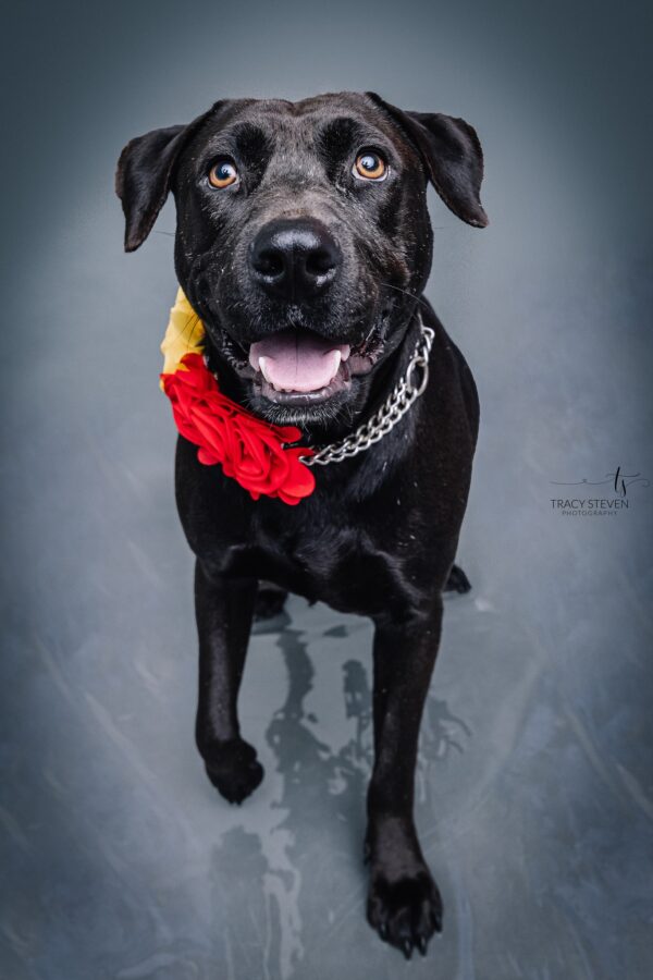 Will Panini Ever Find a Home? Over 200 Days in a Shelter and Still Waiting-1