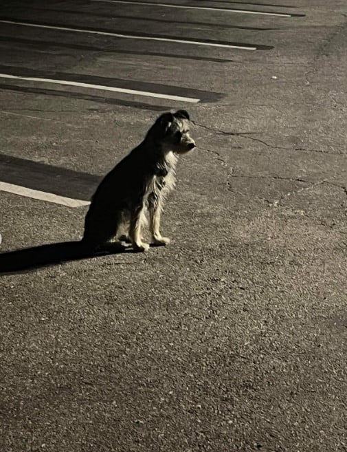 Will She Ever Stop Waiting? The Tale of a Loyal Dog's Hopeful Vigil-1