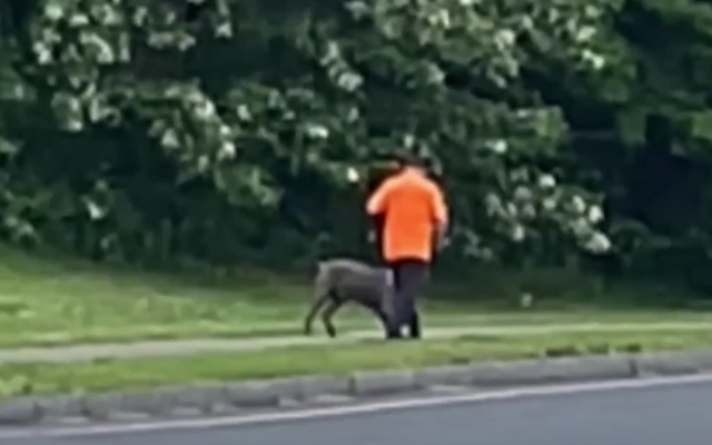 Witness Captures Disturbing Act: Man Arrested for Abusing Dog in Broad ...