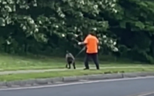 Witness Captures Disturbing Act: Man Arrested for Abusing Dog in Broad ...