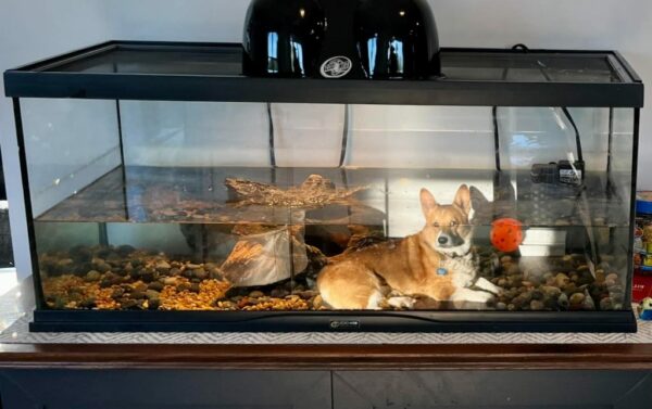Witness the Magic Behind a Corgi's Mysterious Resting Spot-1