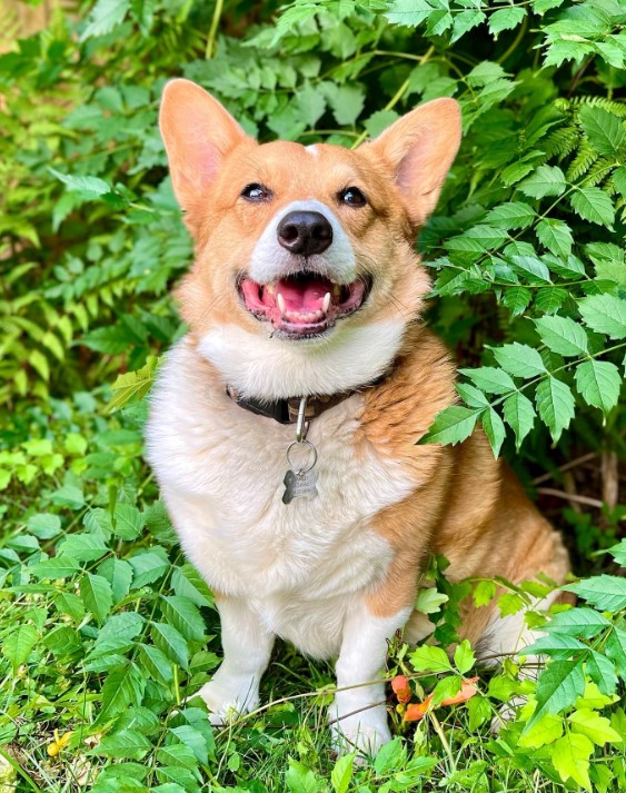 Witness the Magic Behind a Corgi's Mysterious Resting Spot-1