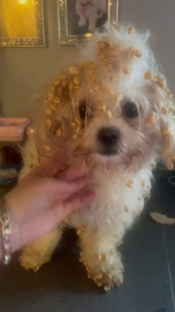 You Won't Believe What This Dog Did When Left Alone!-1