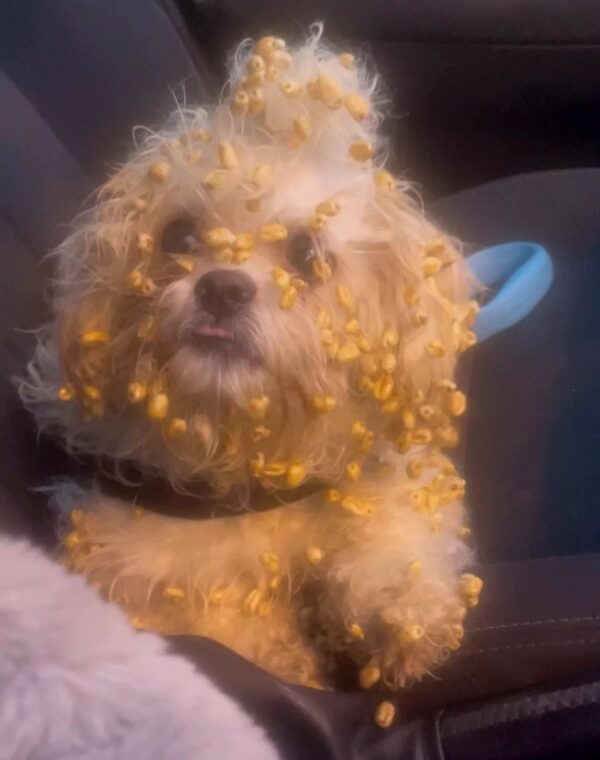 You Won't Believe What This Dog Did When Left Alone!-1