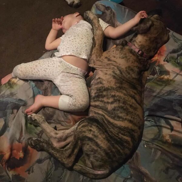 Tu corazón se derretirá cuando veas lo que hizo esta mamá gran danesa-1
