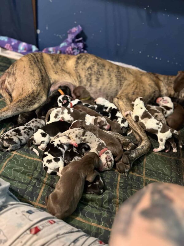 Tu corazón se derretirá cuando veas lo que hizo esta mamá gran danesa-1