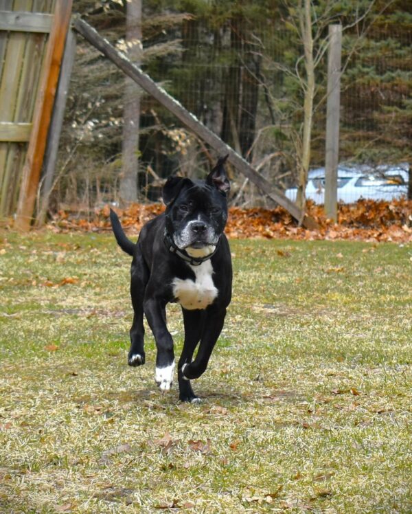 A Decade of Waiting: Will This Sweet Dog Finally Find Her Forever Home?-1