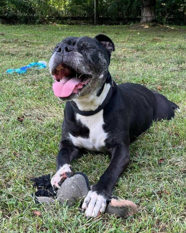 A Decade of Waiting: Will This Sweet Dog Finally Find Her Forever Home?-1