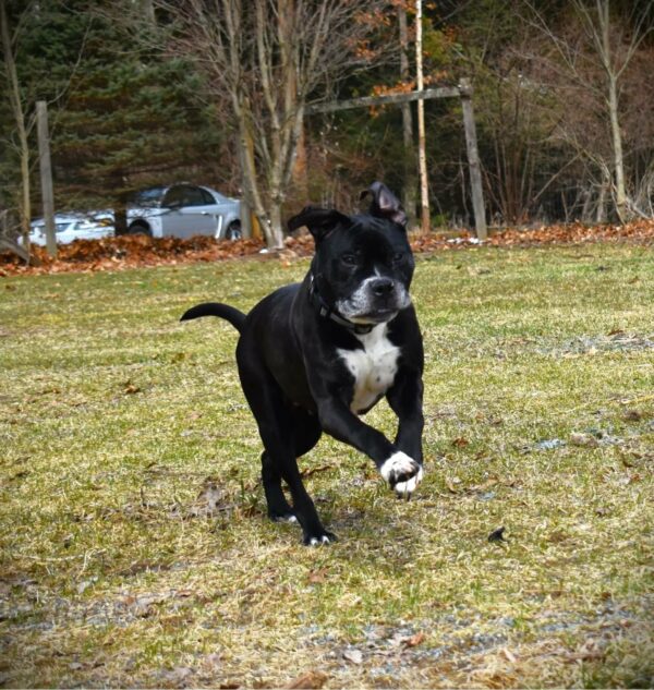 A Decade of Waiting: Will This Sweet Dog Finally Find Her Forever Home?-1