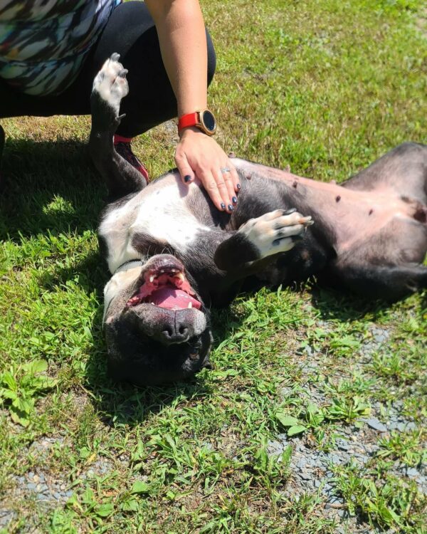 A Decade of Waiting: Will This Sweet Dog Finally Find Her Forever Home?-1