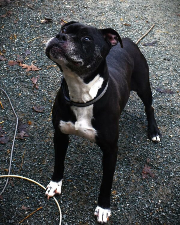 A Decade of Waiting: Will This Sweet Dog Finally Find Her Forever Home?-1