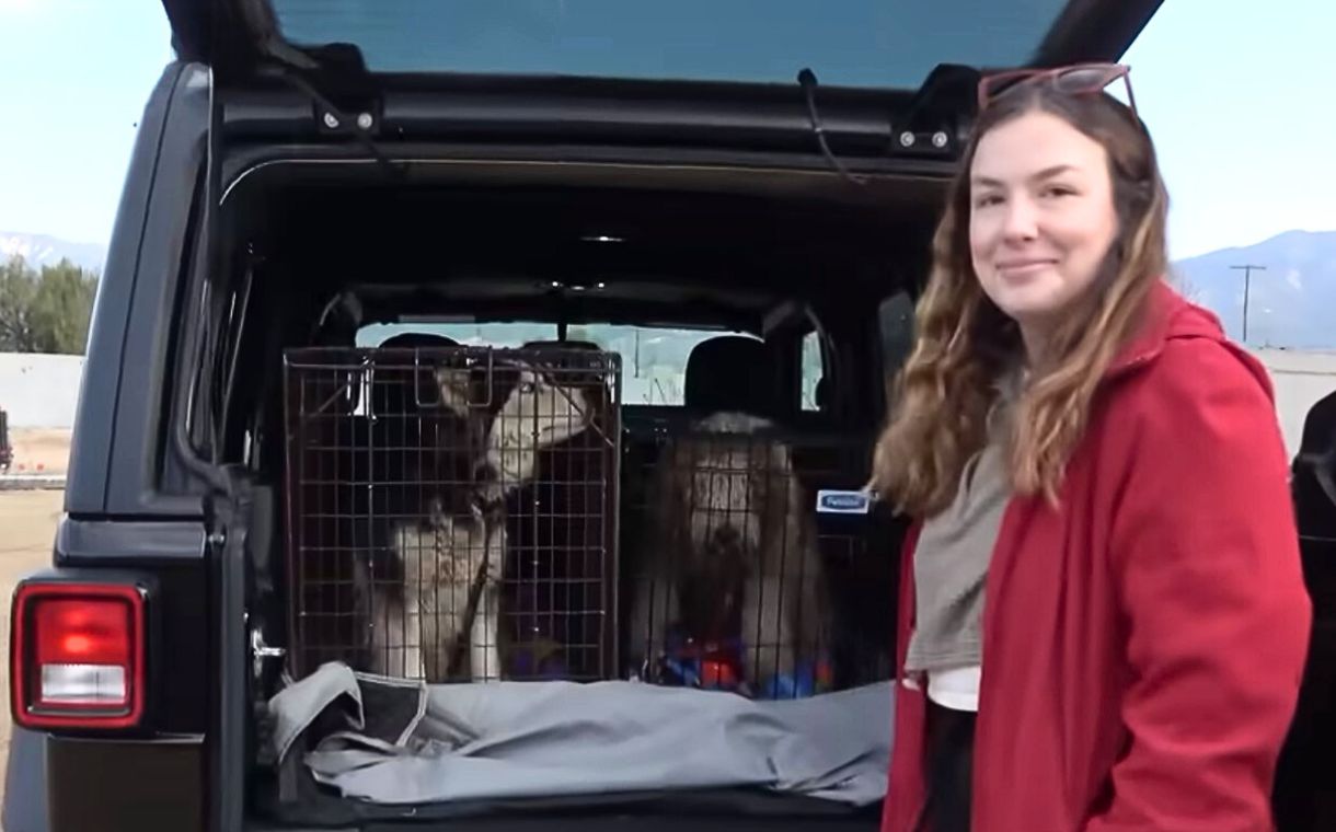 A Dog's Miraculous Journey from Abandonment to Love