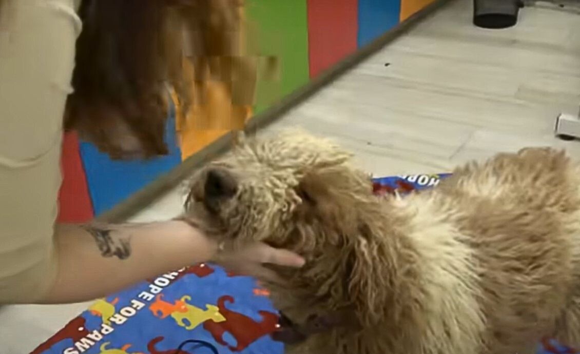 A Dog's Miraculous Journey from Abandonment to Love