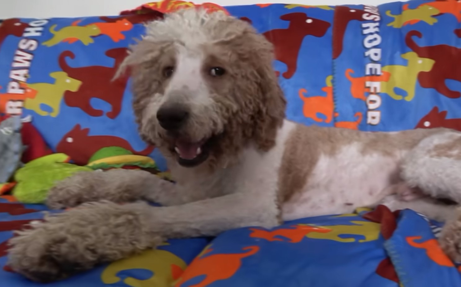 A Dog's Miraculous Journey from Abandonment to Love