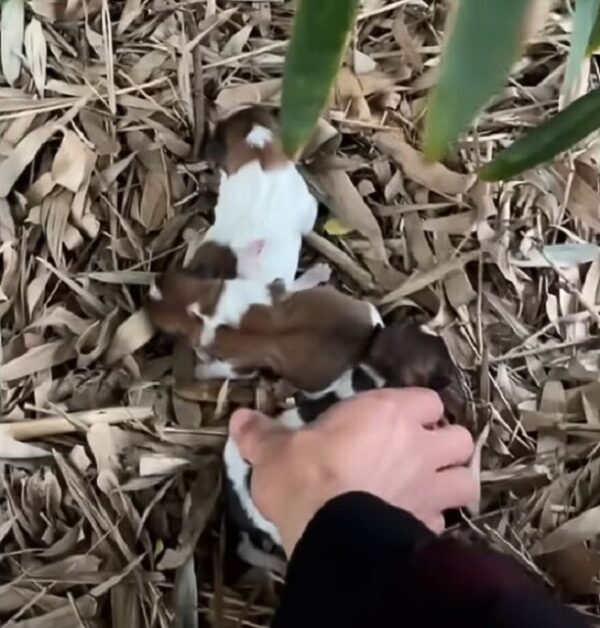 A Heartfelt Journey: What a Man Found in the Forest Will Melt Your Heart-1