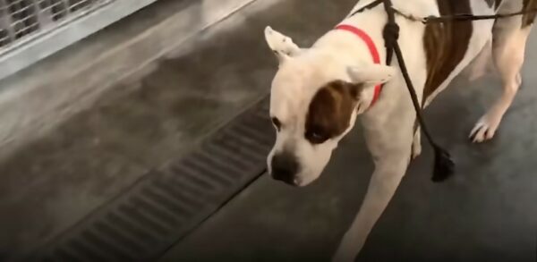 A Miraculous Rescue: From the Brink of Death to a Joyous Life-1
