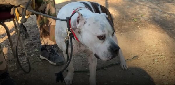 A Miraculous Rescue: From the Brink of Death to a Joyous Life-1
