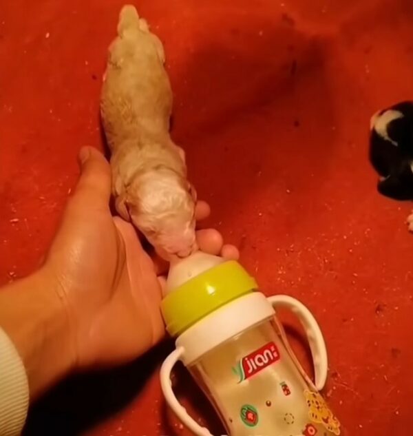 A Newborn Puppy’s Heart-Wrenching Struggle for Survival and Love-1