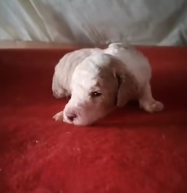 A Newborn Puppy’s Heart-Wrenching Struggle for Survival and Love-1