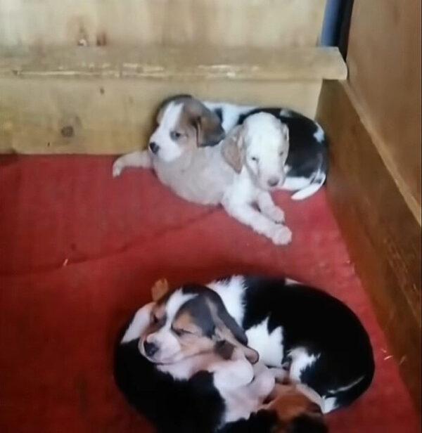 A Newborn Puppy’s Heart-Wrenching Struggle for Survival and Love-1