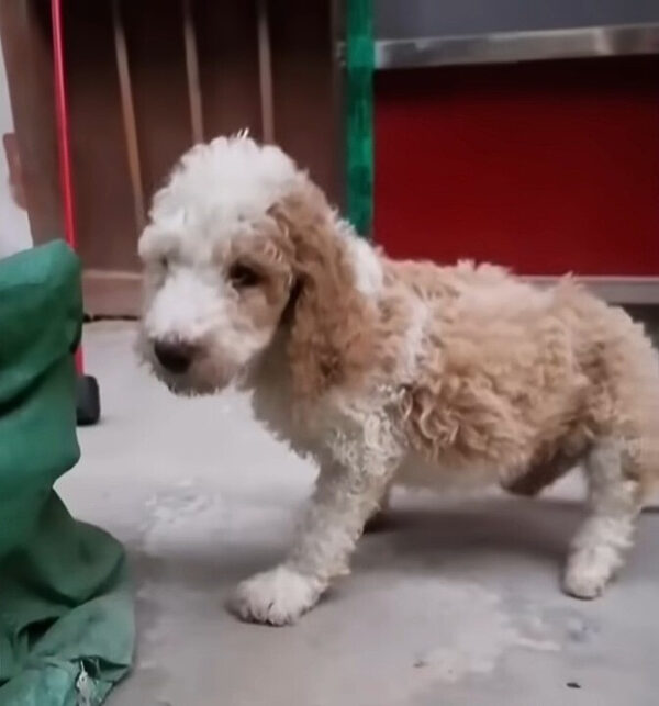 A Newborn Puppy’s Heart-Wrenching Struggle for Survival and Love-1