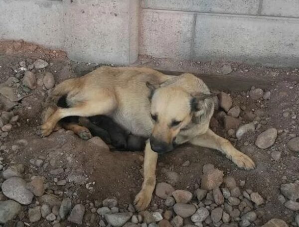 La lucha desesperada de una perra preñada: una historia de supervivencia y esperanza-1