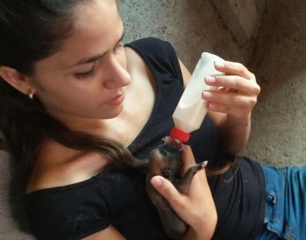 La lucha desesperada de una perra preñada: una historia de supervivencia y esperanza-1