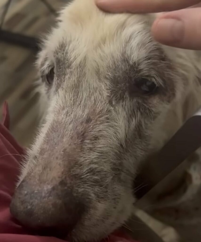 A Stray Dog's Miraculous Journey: From Despair to Joy and an ...