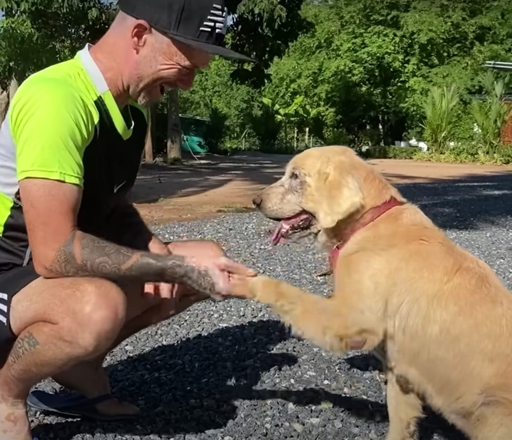 A Stray Dog's Miraculous Journey: From Despair to Joy and an ...