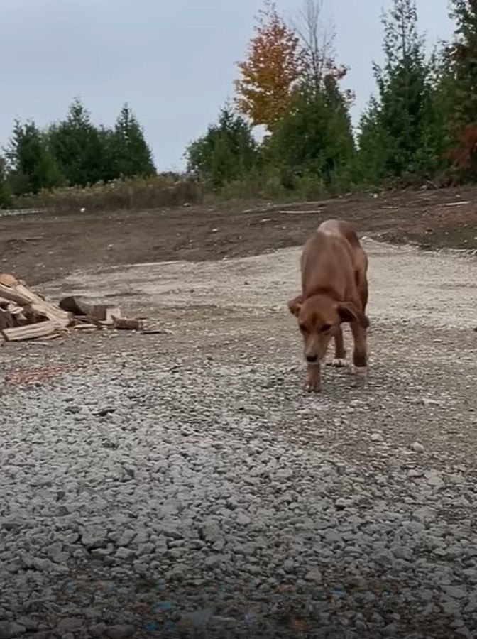 A Stray Dog's Unlikely Journey to Finding Her Forever Home