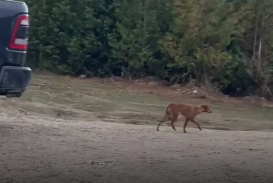 A Stray Dog's Unlikely Journey to Finding Her Forever Home