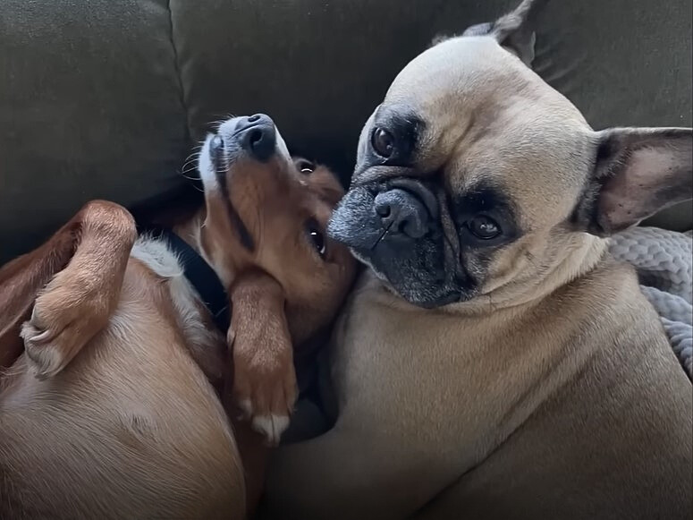 A Stray Dog's Unlikely Journey to Finding Her Forever Home