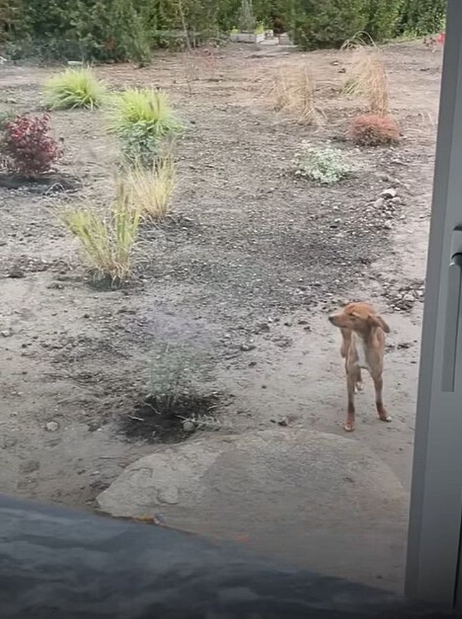 A Stray Dog's Unlikely Journey to Finding Her Forever Home