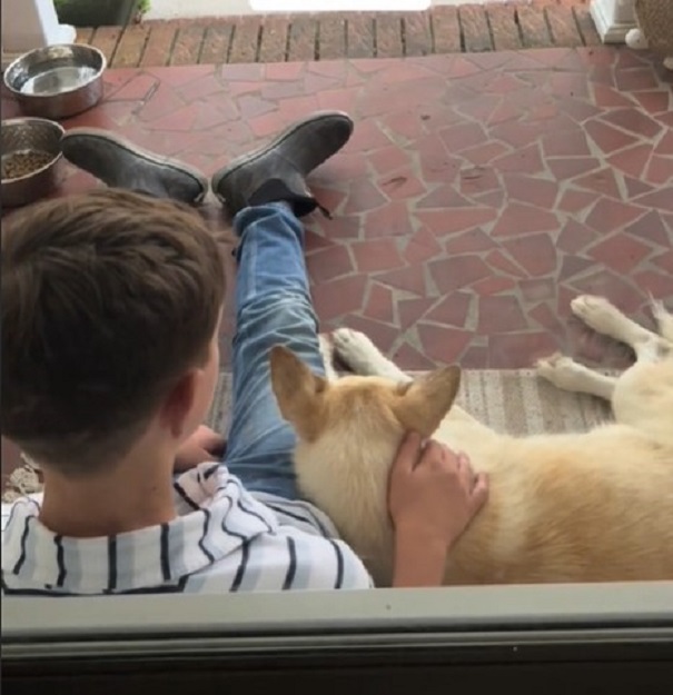 A Stray Pup's Unexpected Journey to a Loving Home