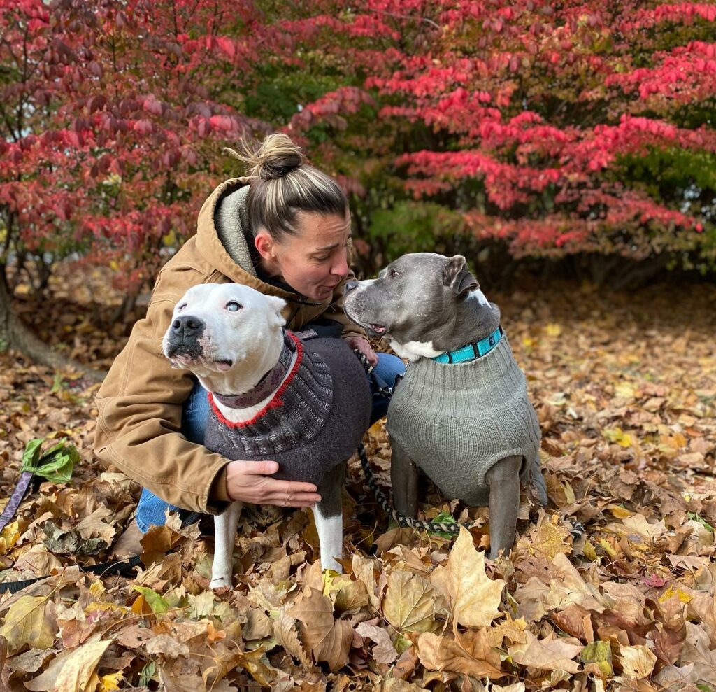Abandoned and Alone: The Unbelievable Journey of a Pitbull's Survival ...