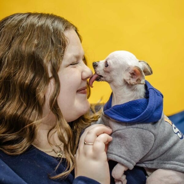 Abandoned Chihuahua's Miraculous Transformation Will Leave You Speechless-1