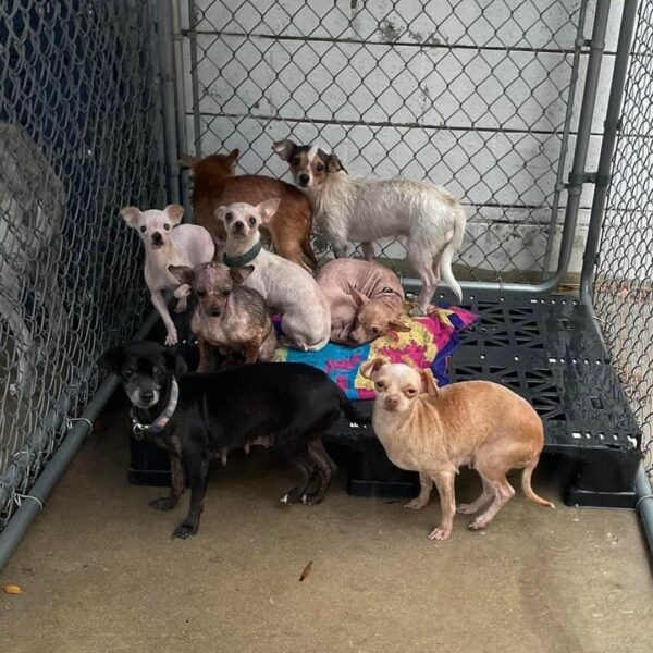 Abandoned Chihuahua's Miraculous Transformation Will Leave You Speechless-1