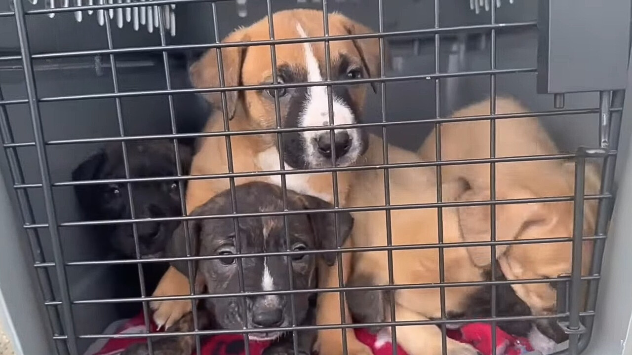 Abandoned Puppies Found in Laundry Basket: A Tale of Desperation and Hope