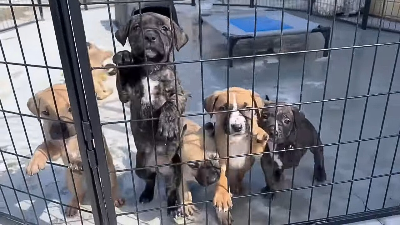 Abandoned Puppies Found in Laundry Basket: A Tale of Desperation and Hope