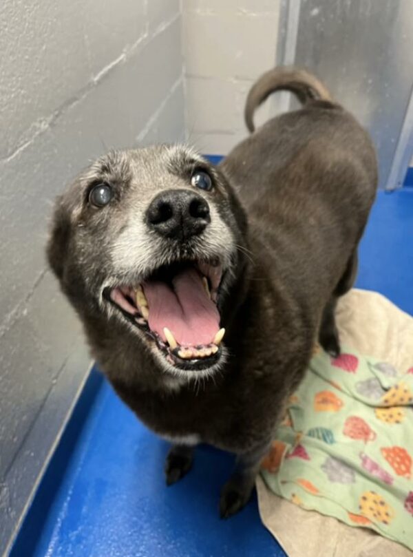 Aging Dog's Heartbreaking Tale of Abandonment and Hope-1