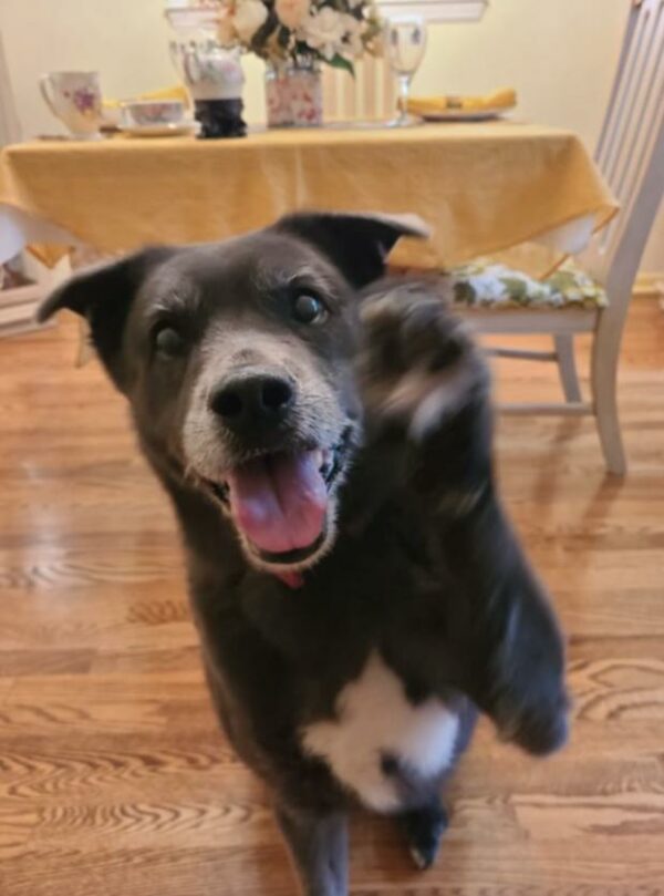 Aging Dog's Heartbreaking Tale of Abandonment and Hope-1