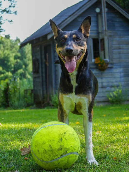 An Ohio Man's Unexpected Journey of Expanding His Canine Family-1