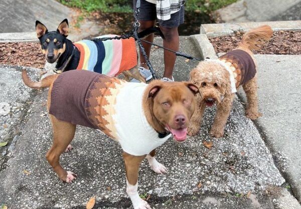 An Ohio Man's Unexpected Journey of Expanding His Canine Family-1