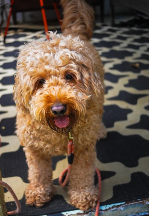 An Ohio Man's Unexpected Journey of Expanding His Canine Family-1
