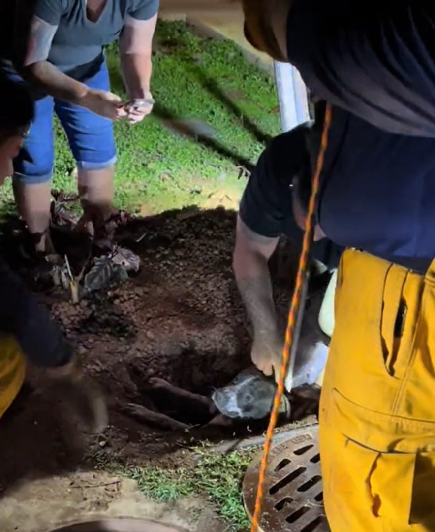 Brave Rescuers Save Trapped Dog from Storm Drain in Dramatic Mission