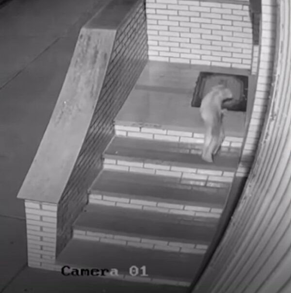 Couple Discovers Unlikely Midnight Visitor That Changes Their Lives Forever-1
