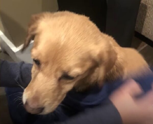 Couple Discovers Unlikely Midnight Visitor That Changes Their Lives Forever-1