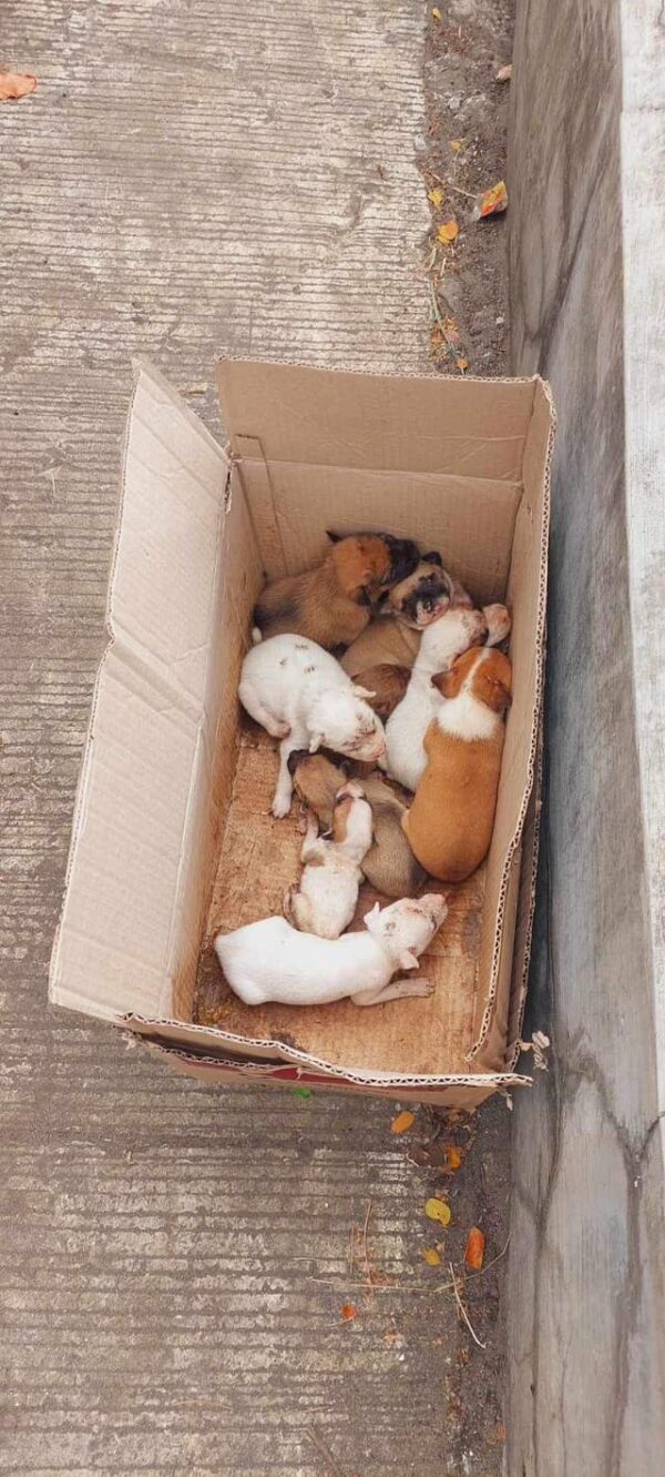 Cyclists Discover an Unbelievable Surprise Inside an Abandoned Box-1
