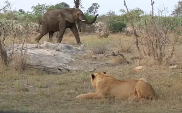 Elephant Heroically Rescues Injured Lion From Hyenas' Deadly Trap-1
