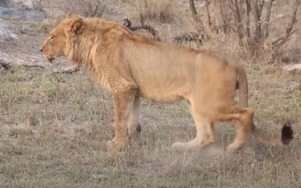 Elephant Heroically Rescues Injured Lion From Hyenas' Deadly Trap-1